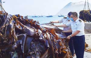 大钦岛海带迎来出口季